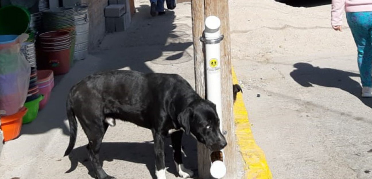 Se refuerzan acciones para proteger a los animales