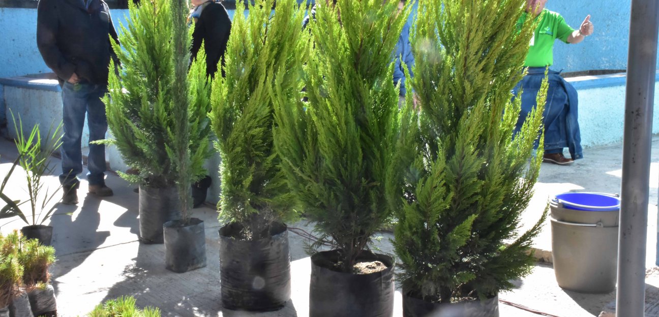 Iniciará campaña de reforestación en colonias, escuelas y comunidades de Soledad