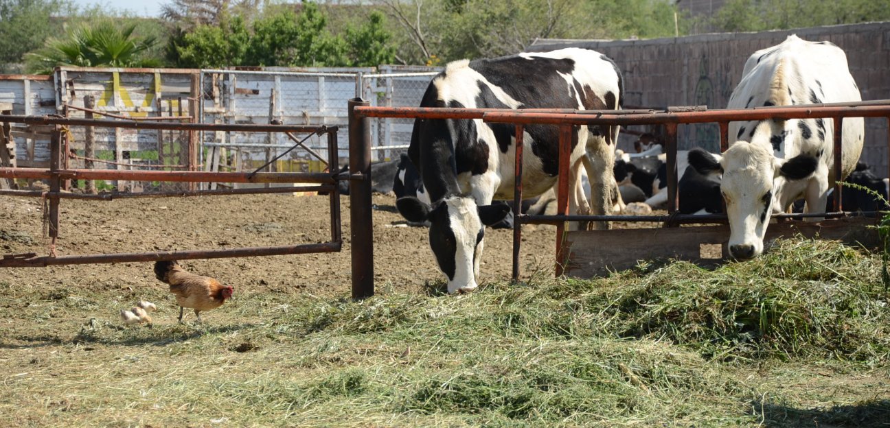 Autoridades municipales brindan apoyo a más de 2 mil productores locales
