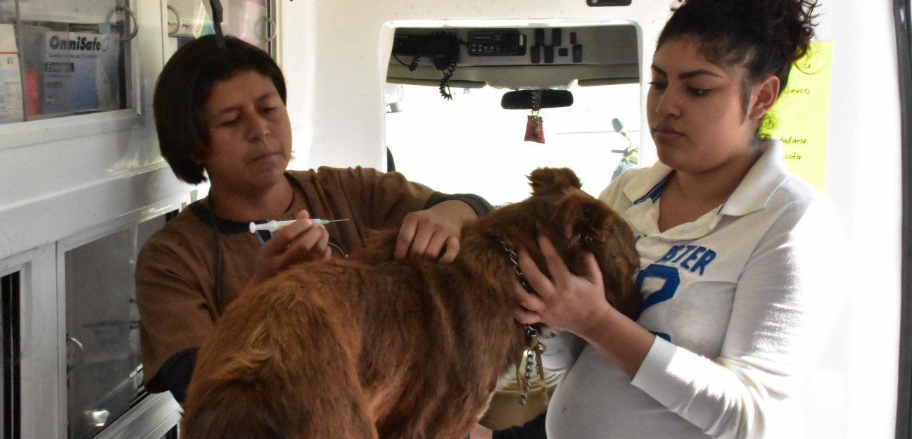 Programa Ambudog en receso hasta nuevo aviso