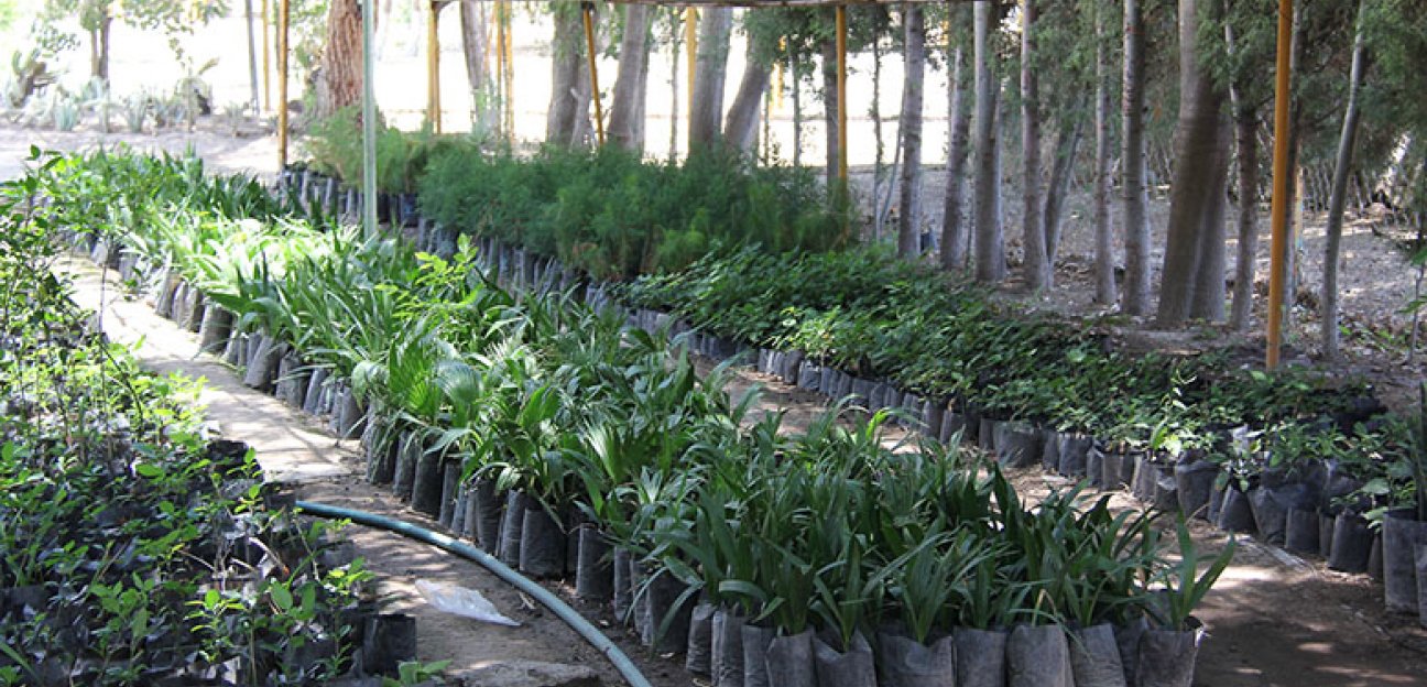 Se fortalece vivero municipal para apoyar labores de reforestación