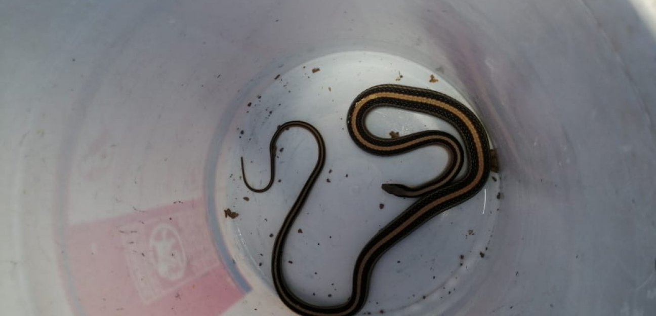 Alerta PC por presencia de reptiles y serpientes por altas temperaturas
