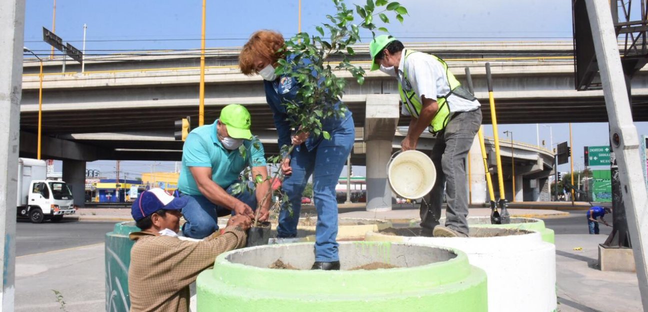 Arrancó campaña de reforestación de áreas verdes y espacios públicos de Soledad