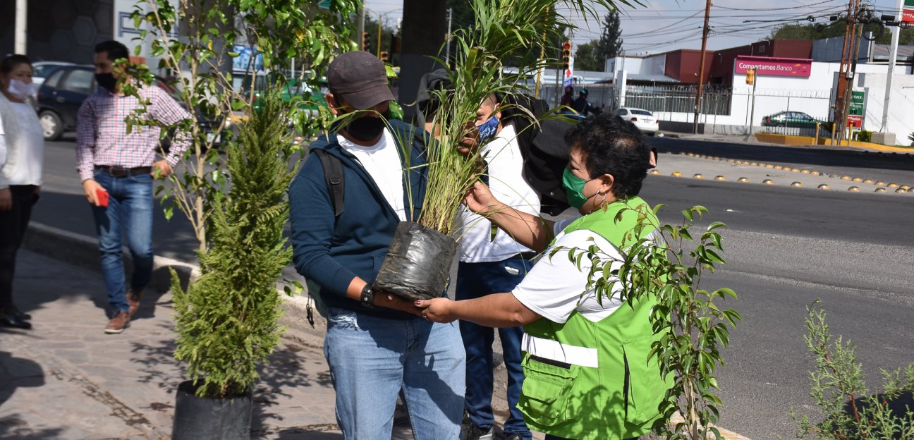 Donan plantas domésticas como parte de la campaña de reforestación