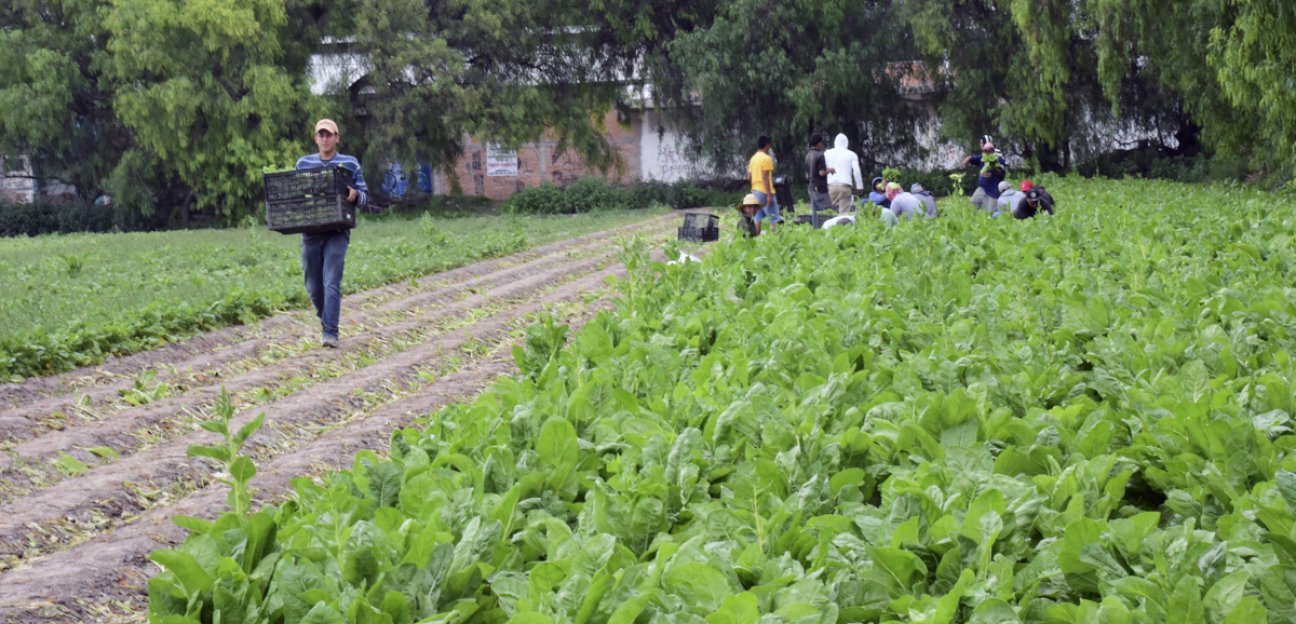 Campesinos soledenses podrán acceder a indemnizaciones por pérdidas en cultivos