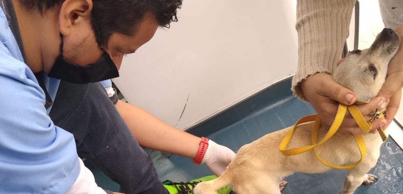 Ambudog continúa ofreciendo servicio bajo estrictas medidas sanitarias