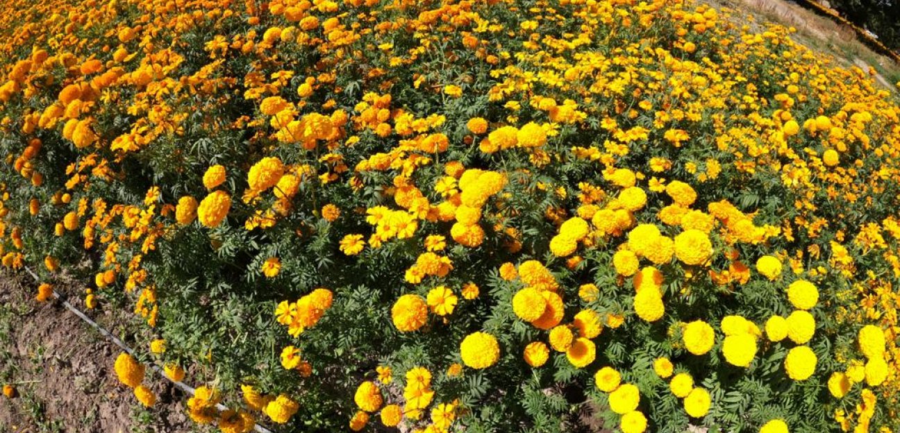 Municipio buscará apoyos para productores de flor de cempasúchil, por afectaciones ante pandemia actual