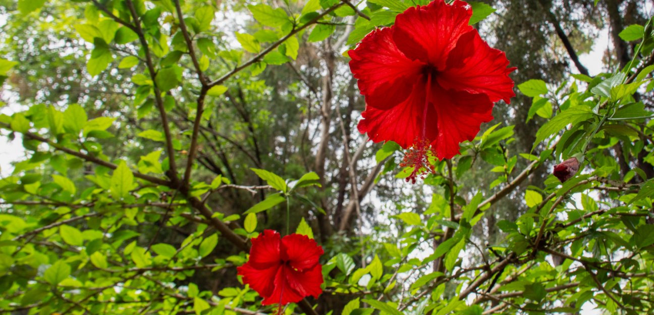 Vivero municipal ha permitido la reforestación de áreas verdes en Soledad