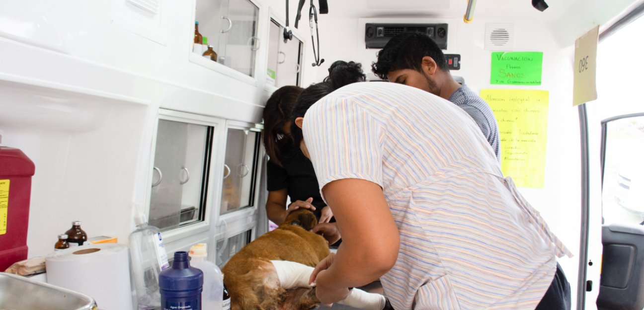 Ambudog ha ofrecido más de mil 200 atenciones en lo que va del año