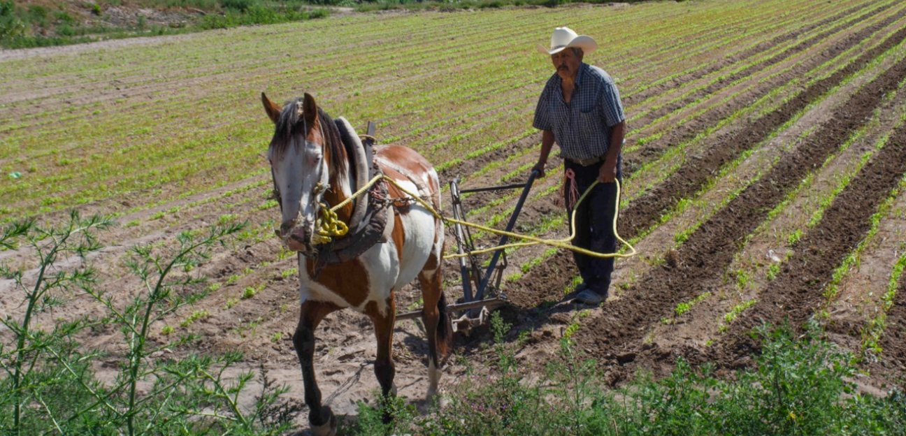 Recientes lluvias le dan vida al campo en Soledad: Gerardo Mota Martínez