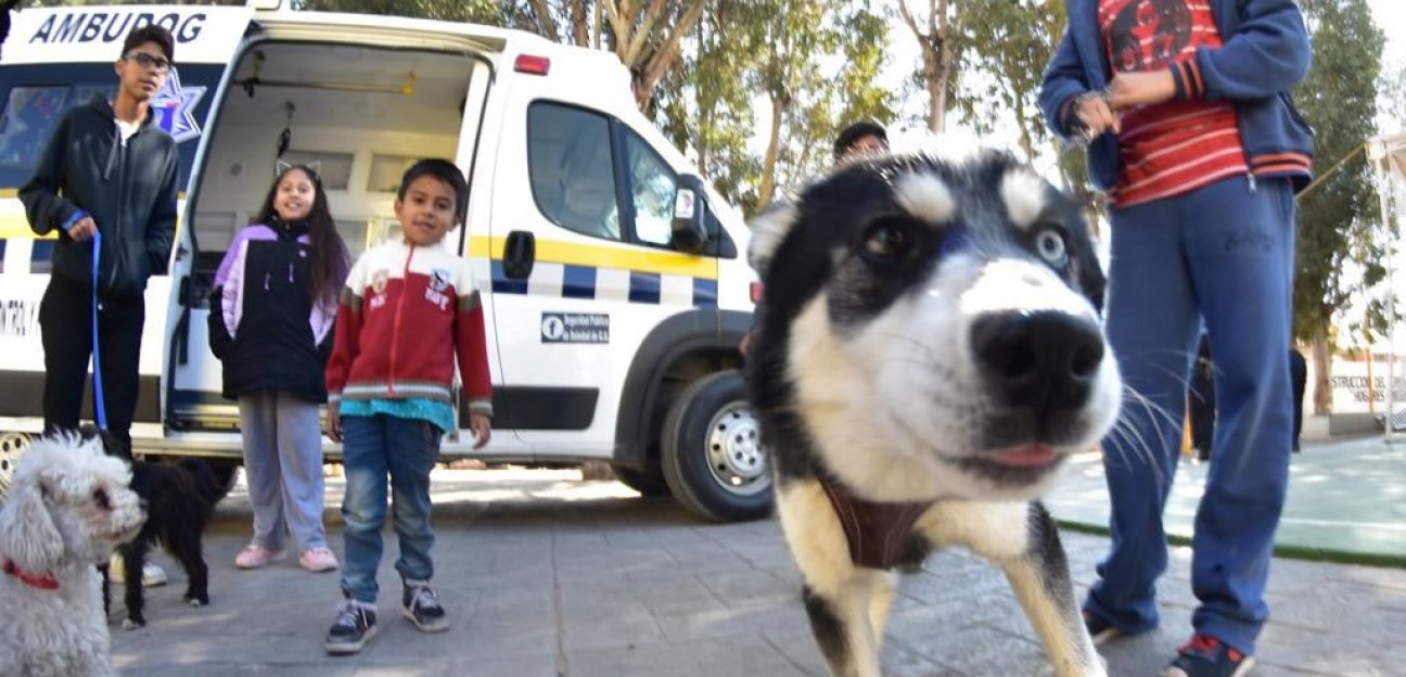 Ambudog continúa prestando sus servicios en SGS