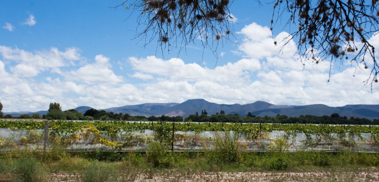 Inician recorridos para verificar daños al campo soledense por bajas temperaturas