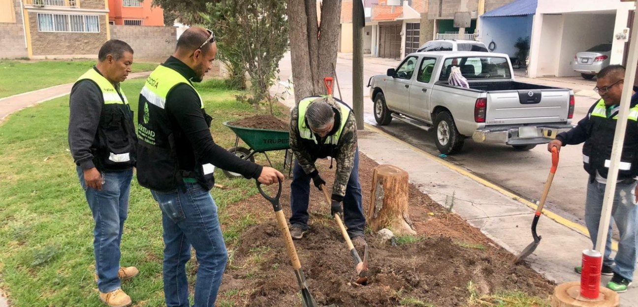 Del inicio de la administración municipal a la fecha se han realizado más de mil reforestaciones en territorio soledense 