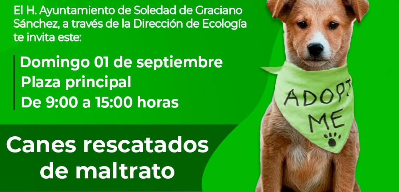 Ayuntamiento de Soledad invita a jornada de adopción de mascotas, este domingo