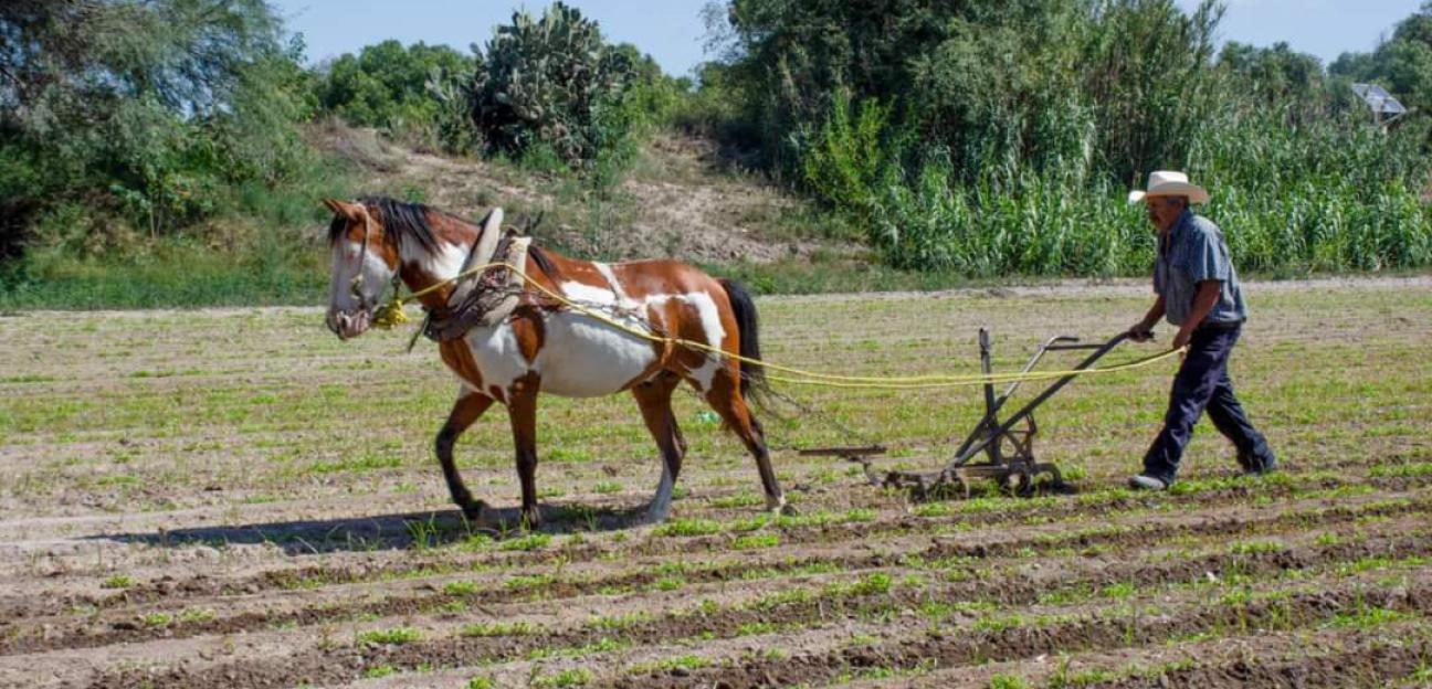 Alcalde de Soledad prepara apoyos fundamentales para el desarrollo agropecuario  AGROPECUARIO