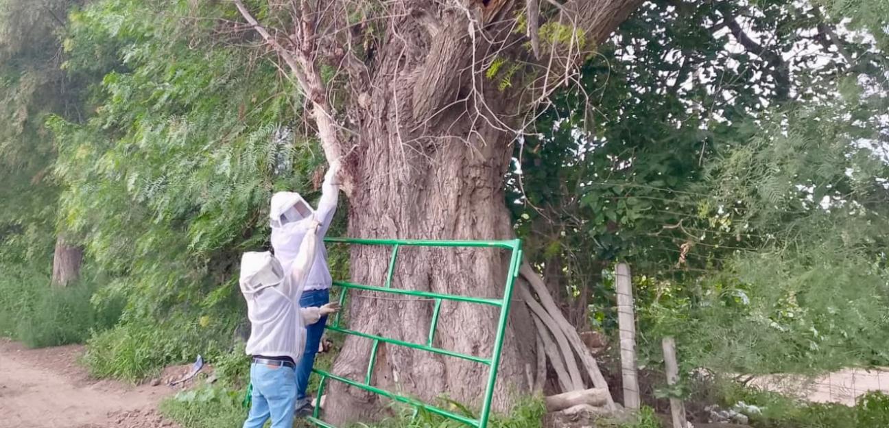 Protección Civil refuerza atención por presencia de enjambres en zonas habitacionales